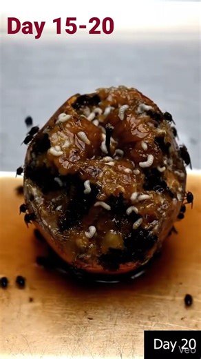 35 Days Apple Decomposition Timelapse | Fresh to Rotten Study #shorts #science #viral