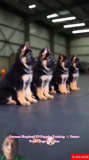 German Shepherd K9 Puppies Training | Future Police Dogs in Action #puppy #k9master #germanshepherd
