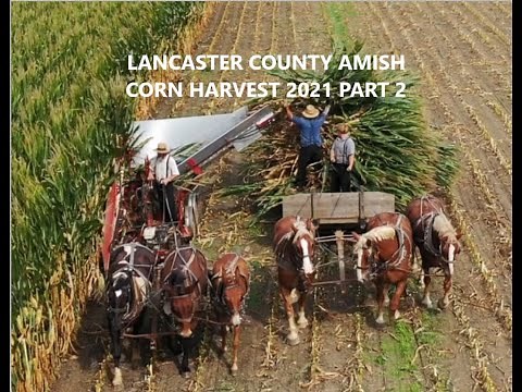 Lancaster County Amish Corn Harvest With 12 Horses and Mules.