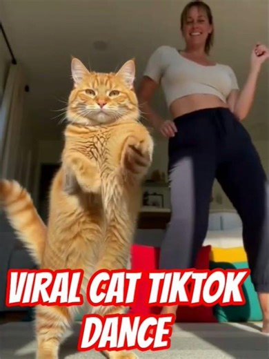 Viral Cat TikTok Dance #catdancer