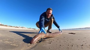 13K views · 215 reactions | Have you ever seen an American Eel up close, or read about their wild life cycle of living in freshwater and then going way out into the ocean to spawn 4 million eggs right before dying? Listen to this episode of #beachcombing with Jace Tunnell to learn more about this amazing fish. | Mission-Aransas Reserve | Facebook