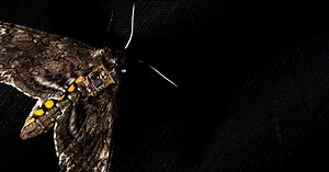 Sensors Reach Destinations on Flying Insects for Science