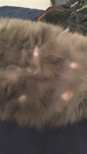 #careless #cat #furry #exposed