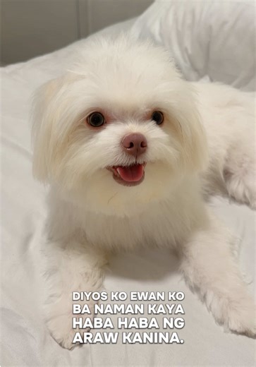 Mulan and Tisoy (@mulan_and_tisoy)’s videos with original sound - Mulan and Tisoy