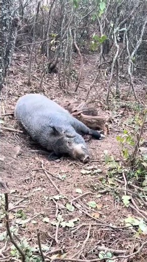 Amazing Piglets Nursing 🐗 #warthog #pig #boar #hog #viral #animal #wildpig #wildboar #wildlife
