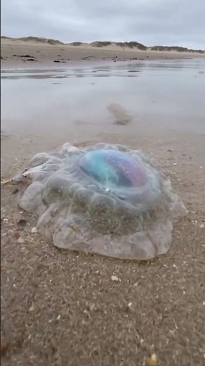 Unbelievable New Discovery! Alien-Looking Sea Creature Spotted in 2026! Unbelievable! 👽