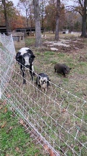 steer calf and kunekune pig snuggling 11-9-25