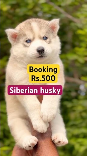 Cheapest price Siberian husky puppies in India all india deliver