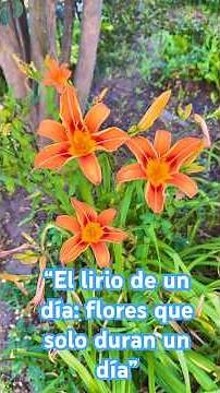 "Discover the day lily! The flower that lives for only 24 hours, but fills your garden with color."