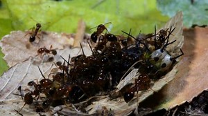 Watch a Mother Cockroach and Fire Ants Fight to the Death