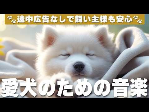 犬が落ち着く音楽 (12時間広告なし) 🐶 犬のヒーリング音楽 | 癒しのピアノ / 雷対策 / vol.1184