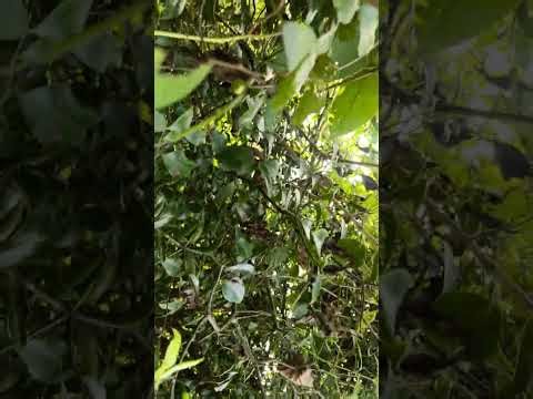 My First Forest Vlog | Exploring the Beauty of Nature 🌿🌳”