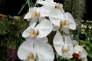 7 Cara Merawat Bunga Anggrek Bulan di Rumah, Dijamin Subur Setiap Hari - Sonora.id