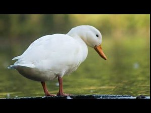 Klingeltöne Ente kostenlos - KlingeltonKostenlos.de