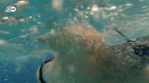 Elderly swim team break Australian relay record