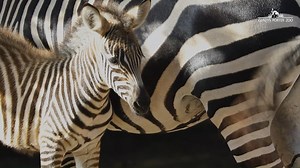 2.9K views · 256 reactions | New stripes on the block! Our zebra herd has 2 new additions, born just 4 days apart! The brother and sister duo are staying close to their moms, as they would in the wild, and can be seen on exhibit with the rest of the herd. #GPZoo #zebra #babyanimals | Gladys Porter Zoo | Facebook