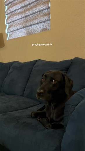 The Love in Olivia's Eyes: A Black Lab's Charm