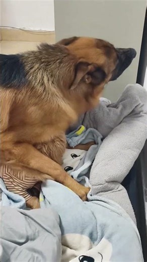 Even the Gentlest German Shepherd Can Look Terrifying When It Snaps #germanshepherd #dog