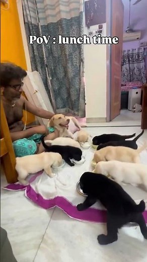 PoV : Lunch time with 9 puppies 🐶 ❤️🥰 #dog #labrador #puppy