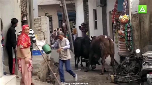 Bull fight funny video 13