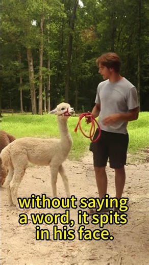 Why do alpacas like to spit? And why are so many people fond of them? #science