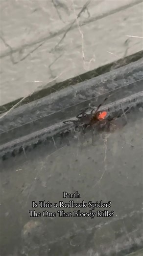Understanding Redback and Huntsman Spiders in Perth