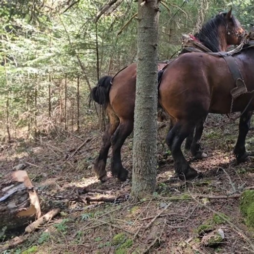 Rade u strani #drafthorses #horse #loging #mountains #vilage #cowboys