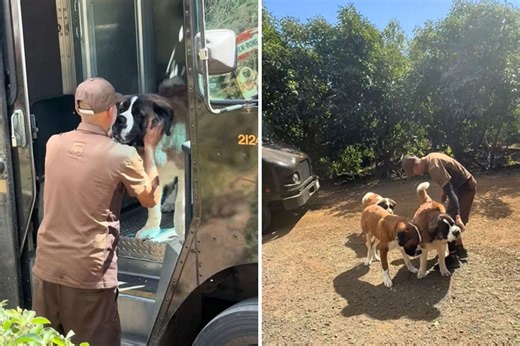 UPS Driver Finds 3 St. Bernards in Truck—What He Does Next Caught on Camera