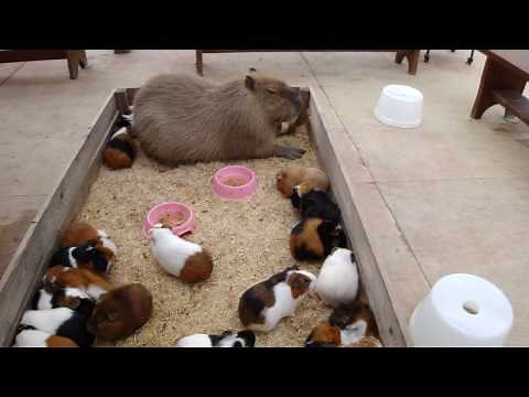 Capybara nap with Guineapigs カピバラとモルモットのごすい