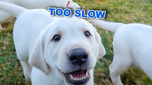 13K views · 2.5K reactions | Playing Tag With 9 Labrador Puppies!! | Life With Labradors | Facebook