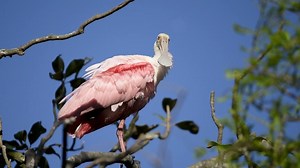 Photographing the birds in the rookery at the St. Augustine Alligator Farm Zoological Park is one of the most popular workshop activities during Florida's Birding & Photo Fest. Let us teach you how to take better photos! There's still a few spaces left ... www.floridasbirdingandphotofest.com/vinny-annette-colucci/4574123787 www.floridasbirdingandphotofest.com/kevin-loughlin/4581442559 www.floridasbirdingandphotofest.com/stephen-ingraham/4588211111 | St. Augustine, Florida