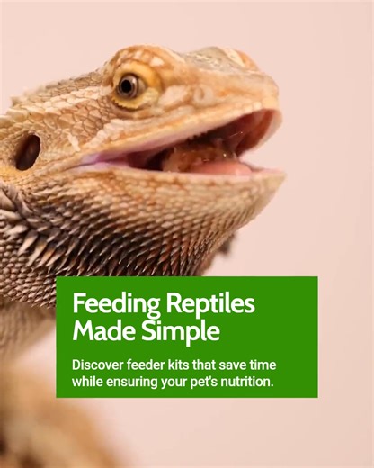 Feeding your reptile just got easier! Our specialized feeder kits are designed for busy pet owners who want quality without the hassle. #PremiumCrickets #FeederInsects #LiveCrickets #ReptileNutrition #ReptileCare #ReptileLovers | Premium Crickets