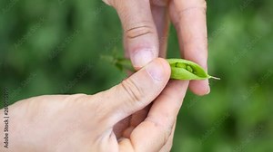 men's hands open ripe pea pods from branches, peas harvesting.