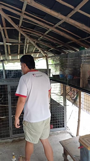 14K views · 207 reactions | Sobrang liliit na itlog ng manok pero fertile egg❤️.. #arpluslinechabobantam #arpluschabobreeder #myhobby #cutenamanok #stressreliever #uniquechicken #chickenpets #cutechickens #fypシ゚viralシ #fertileeggs | ArPlus Chabo Breeder | Facebook