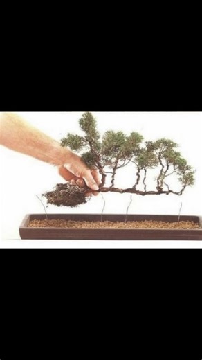 Bonsai Beginners | I found this picture a while back | Facebook