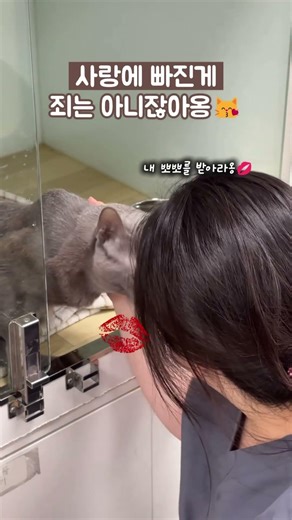 허리디스크 나비의 입원일기 #고양이 #동물병원 #울산동물병원