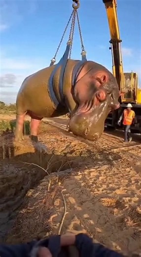 Hippo's Muddy Escape! A hippo is rescued from mud with teamwork and care. Inspiring! #fblifestyle #AI Generated using Kling AI . . . (For entertainment purposes only. Consult professionals if guidance on activities is presented. No brand affiliation is implied if any are shown. If inspired by true events, creative adaptations may be included. Content may include public footage.) | Fabiosa Fitness