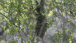 28 reactions | Bushtits make intriguing nests - of moss, lichen and spiderwebs woven with grass in a long sock like shape - that wriggles now and then  often very hard to find - especially when those new spring leaves will soon hide it  delta BC Canada #birds #bushtit #spring | Pacificnorthwestkate | Facebook