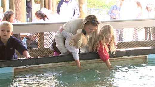Stingrays are back for interactive experience at TECO Manatee Viewing Center