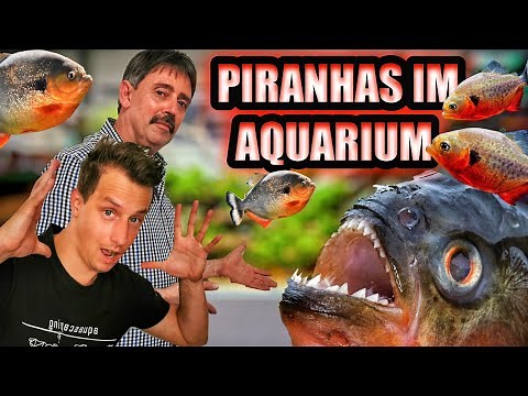 Piranhas in the aquarium: Keeping and care
