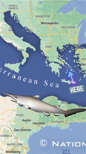 Is this a real goblin shark?