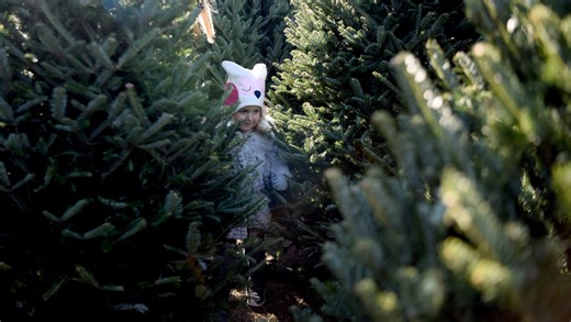 Where to cut your own Christmas trees in North Jersey
