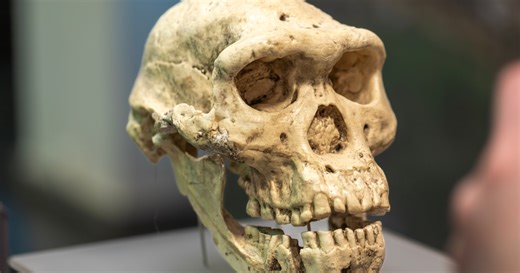 Rare Hominid Fossils May Reveal Unknown Species of Early Humans