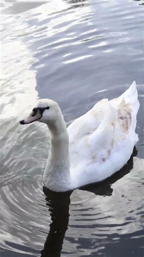 St. James’s Park Wildlife | Quiet Swans, Ducks & Calm London Nature (4K)