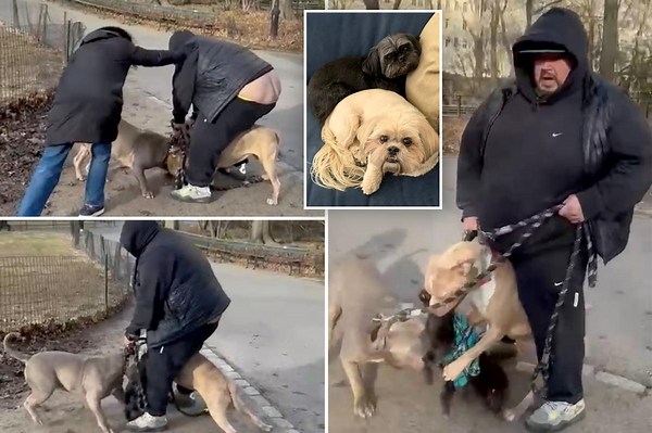 Pit bulls that mauled chihuahua terrorized same NYC neighborhood before: ‘There’s got to be consequences’