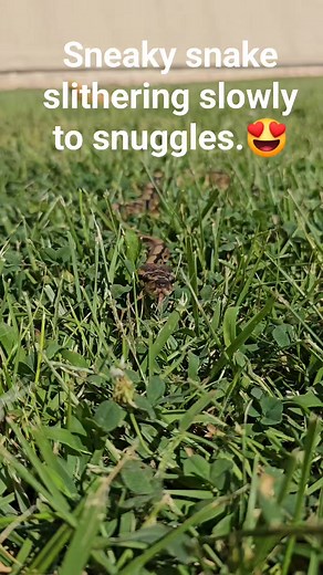 1K views · 17 reactions | Our baby Violet #ballpython #sternbergmuseum #fhsu #snake | Sternberg Museum of Natural History | Facebook