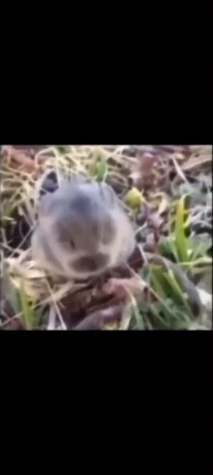 Baby bunny explodes💥 meme