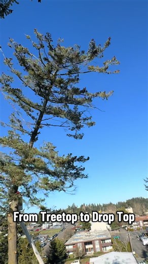 From Treetop to Drop Top - STC takes it to new heights! #treework #treeremoval #treelife #treeservice #logging #fyp #fallingtree #logger #treefelling #treetop #chainsaw #treetop #viral #letitallworkout #lifttruck #tree