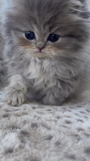 Adorable Teacup Persian Kittens Compilation