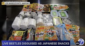 LAX Customs officers intercept 37 giant, live beetles disguised as snacks